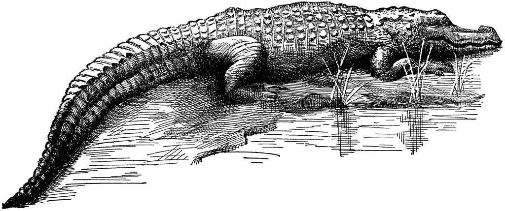 Detail Crocodile Clipart Black And White Nomer 47