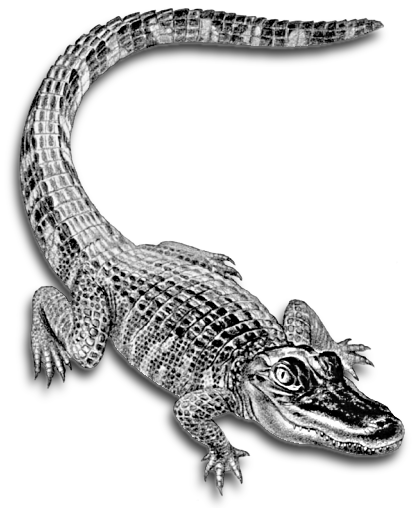 Detail Crocodile Clipart Black And White Nomer 49