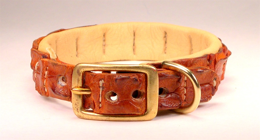 Detail Crocodile Dog Collar Nomer 7