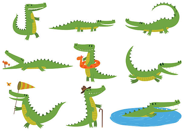 Crocodile Illustrations - KibrisPDR