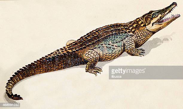 Detail Crocodile Illustrations Nomer 34