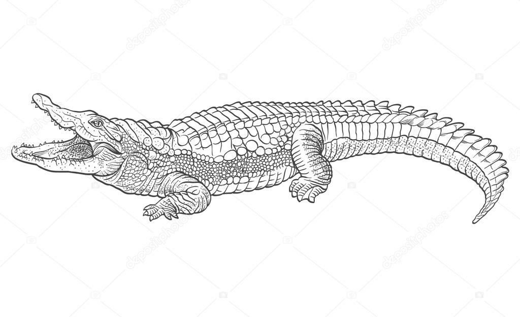 Detail Crocodile Illustrations Nomer 44