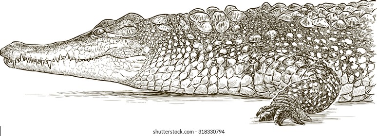 Detail Crocodile Illustrations Nomer 55