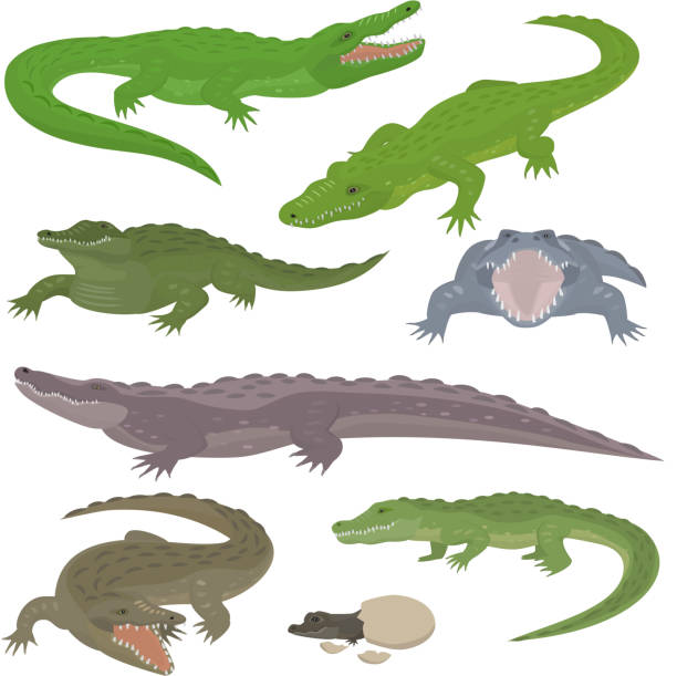 Detail Crocodile Illustrations Nomer 8