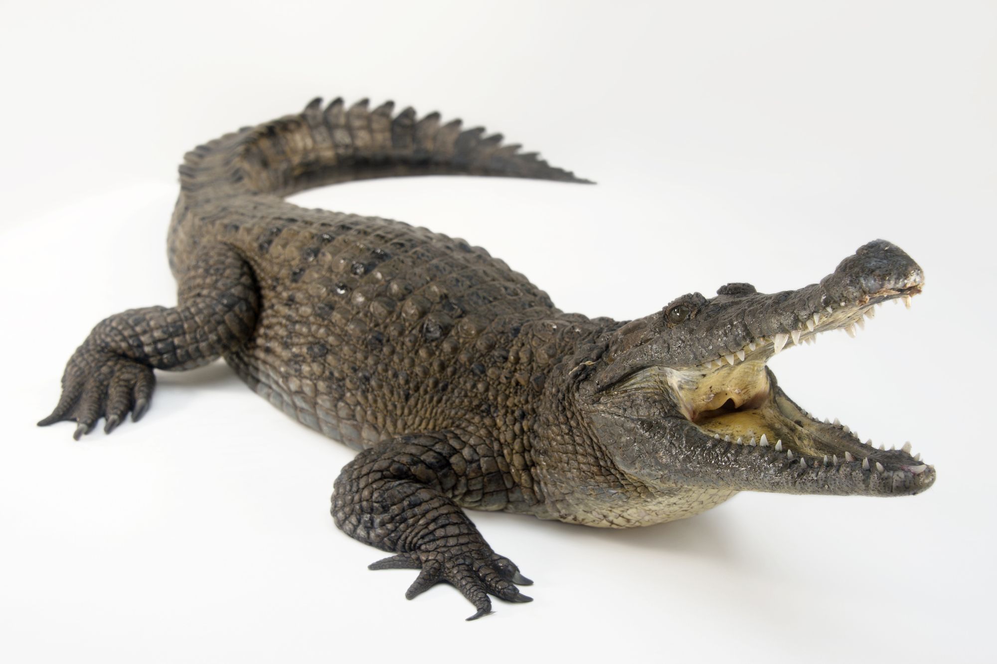 Detail Crocodile Image Nomer 2