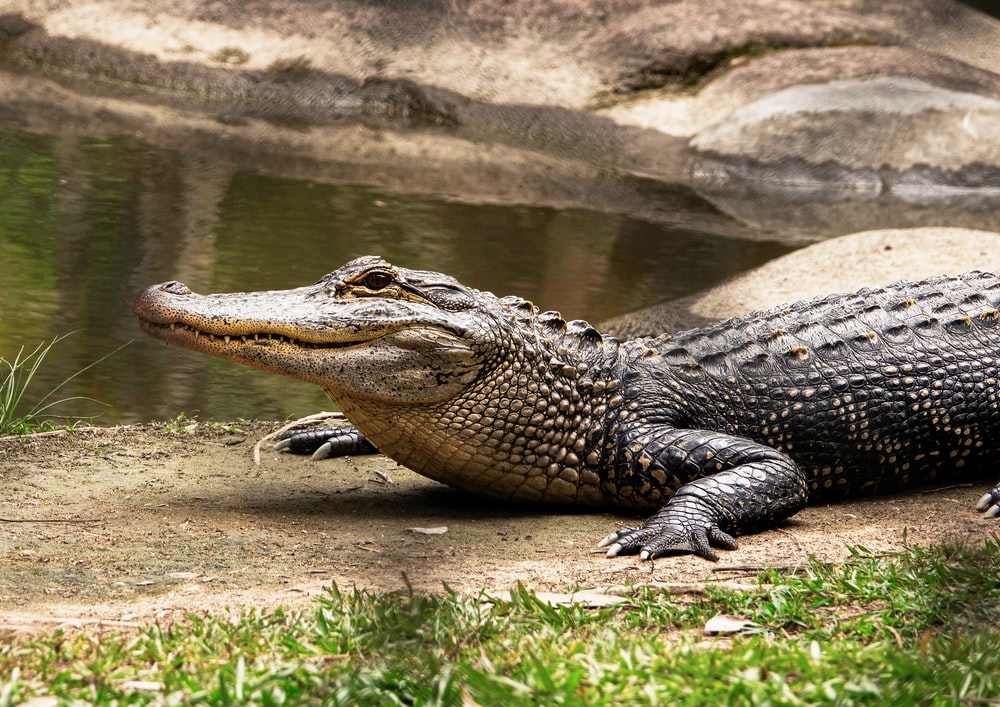 Detail Crocodile Image Nomer 13