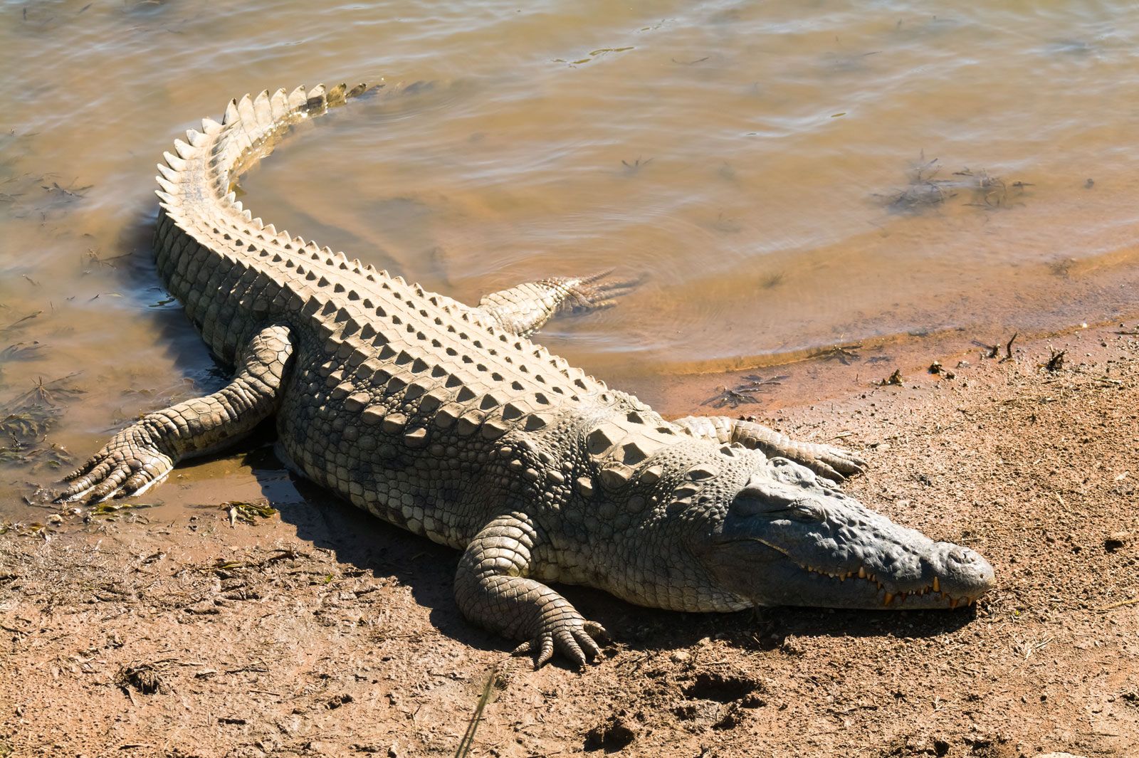 Detail Crocodile Image Nomer 14