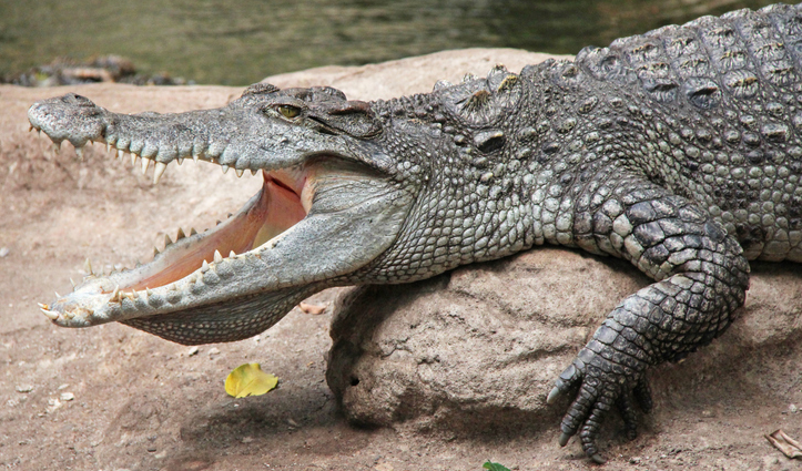 Detail Crocodile Image Nomer 15