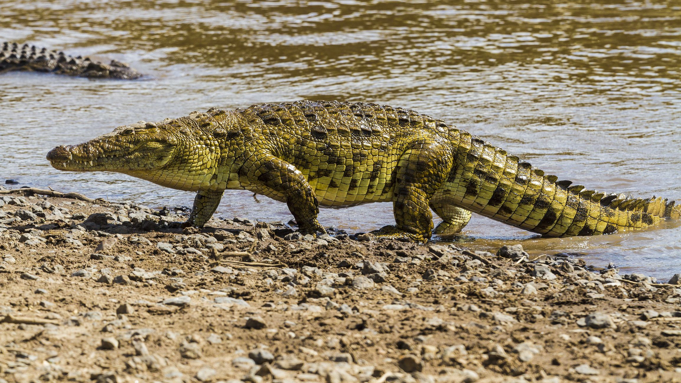 Detail Crocodile Image Nomer 16