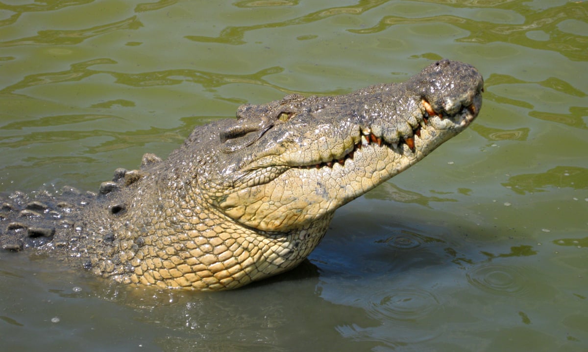 Detail Crocodile Image Nomer 17