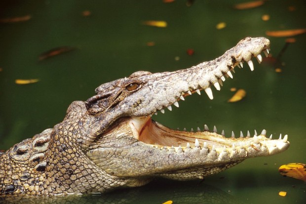 Detail Crocodile Image Nomer 18