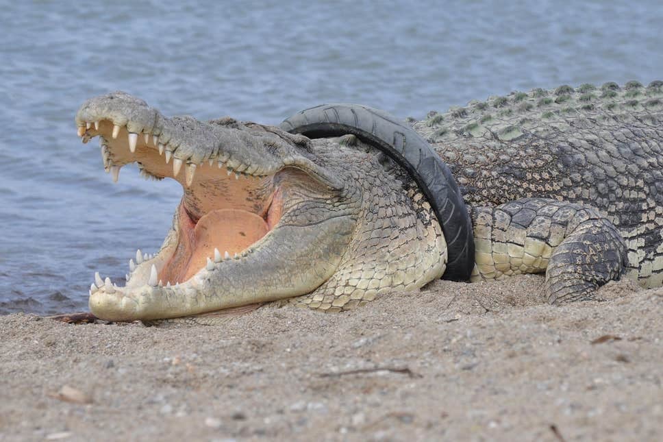 Detail Crocodile Image Nomer 19