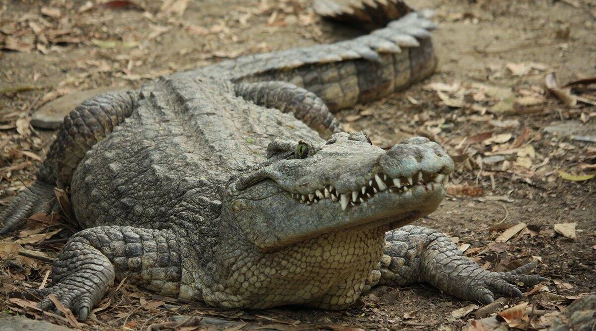 Detail Crocodile Image Nomer 20