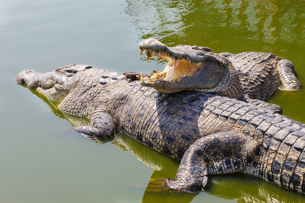 Detail Crocodile Image Nomer 3