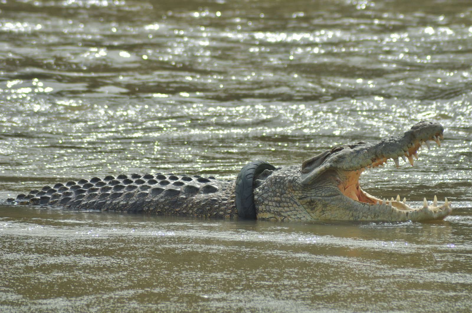 Detail Crocodile Image Nomer 21
