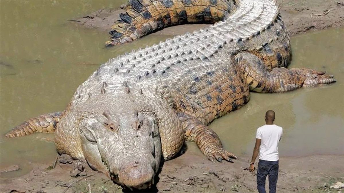 Detail Crocodile Image Nomer 22