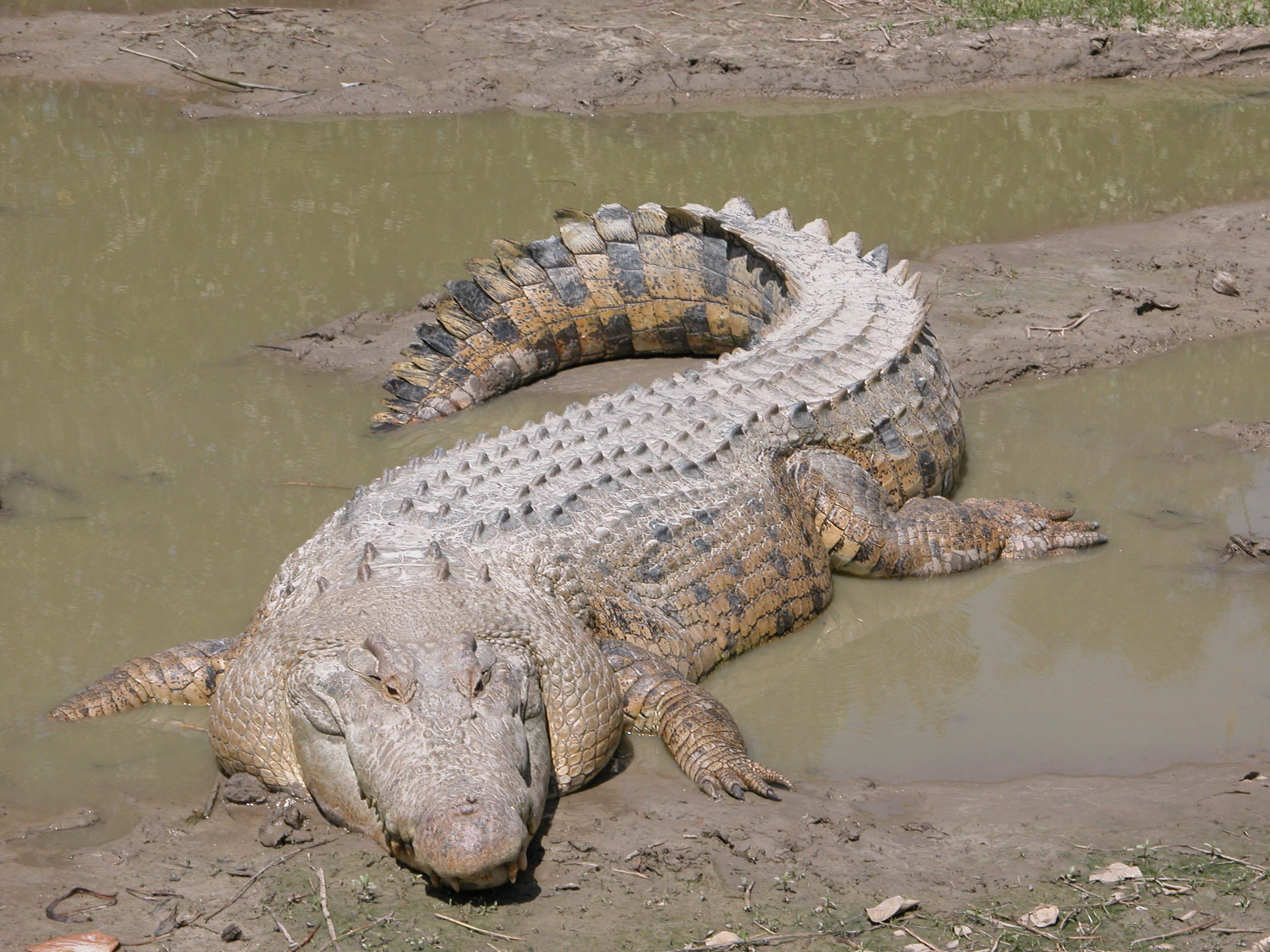 Detail Crocodile Image Nomer 23