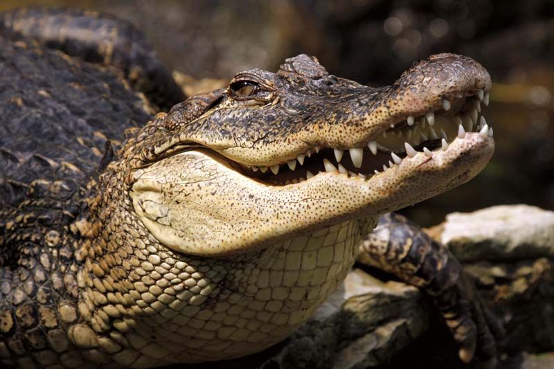 Detail Crocodile Image Nomer 25