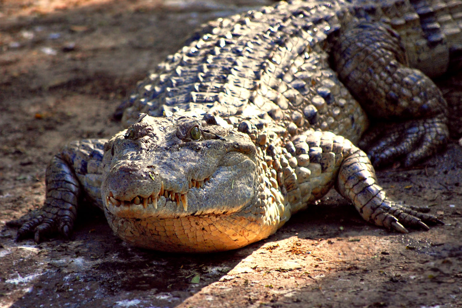 Detail Crocodile Image Nomer 28