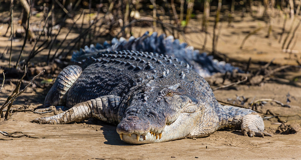 Detail Crocodile Image Nomer 29