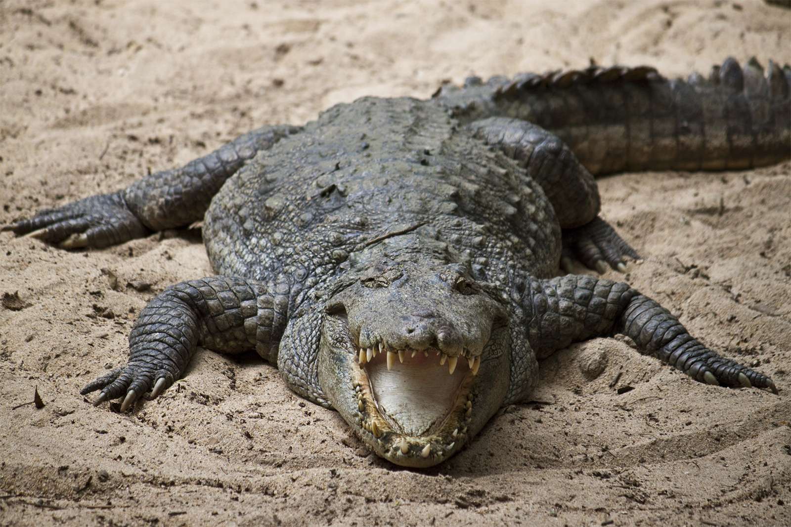 Detail Crocodile Image Nomer 4