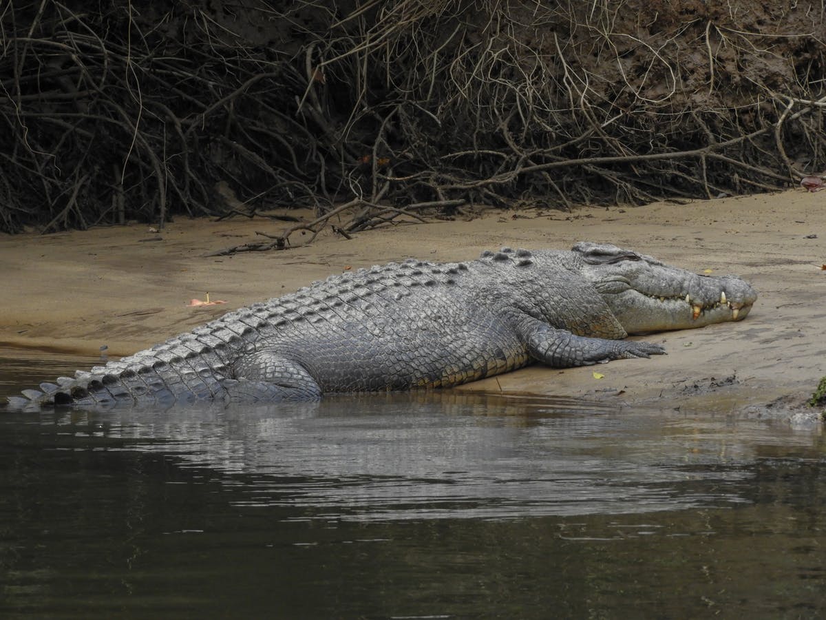 Detail Crocodile Image Nomer 30