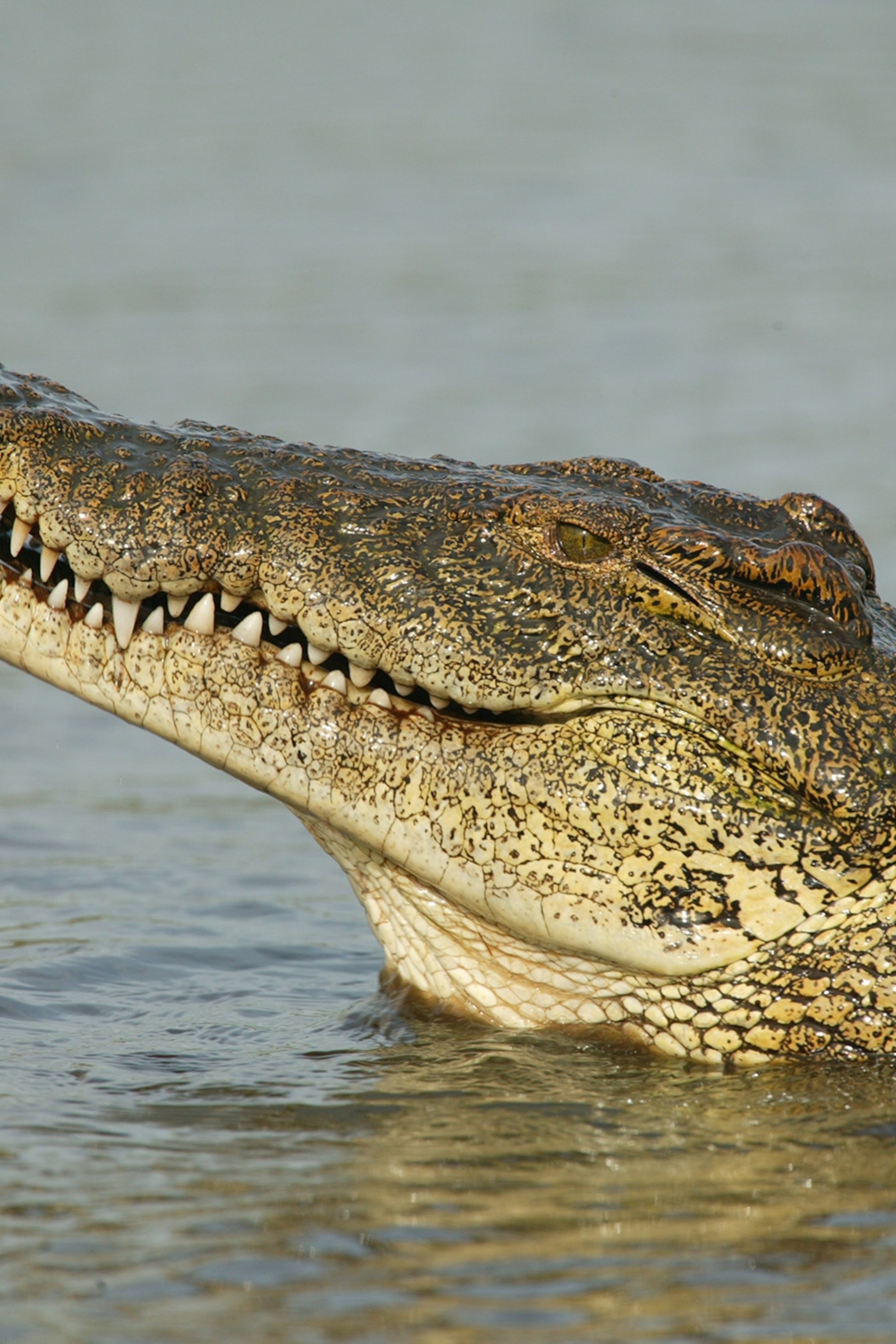 Detail Crocodile Image Nomer 31