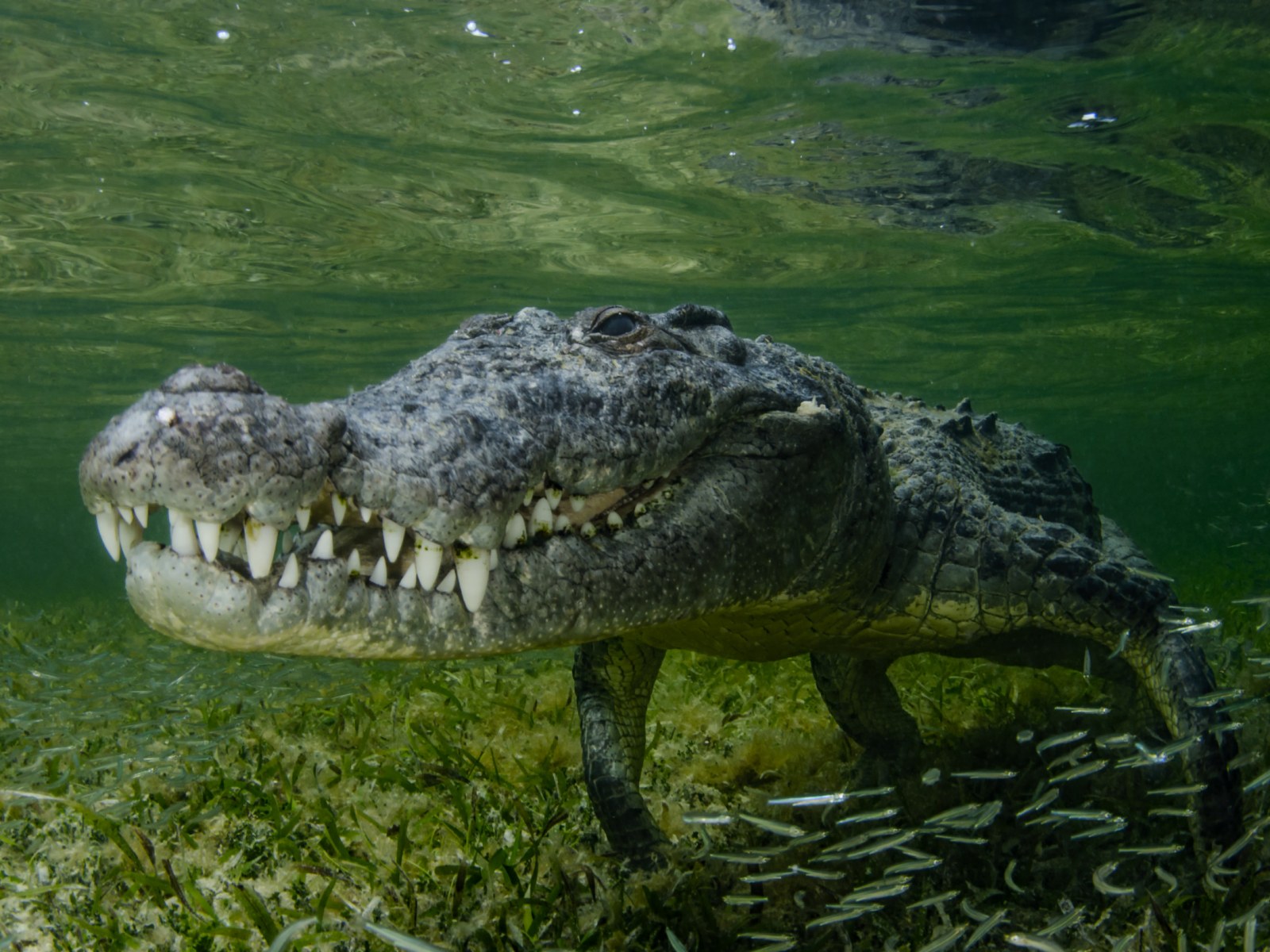 Detail Crocodile Image Nomer 32