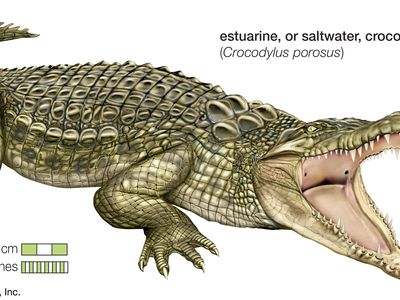 Detail Crocodile Image Nomer 34