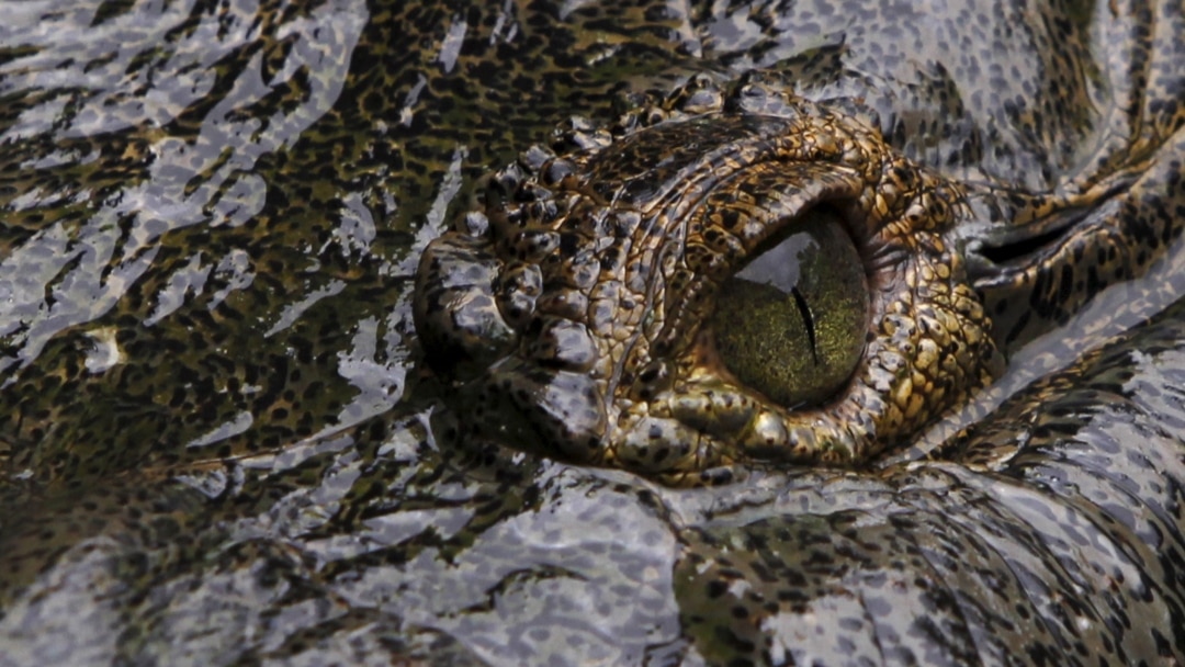 Detail Crocodile Image Nomer 35