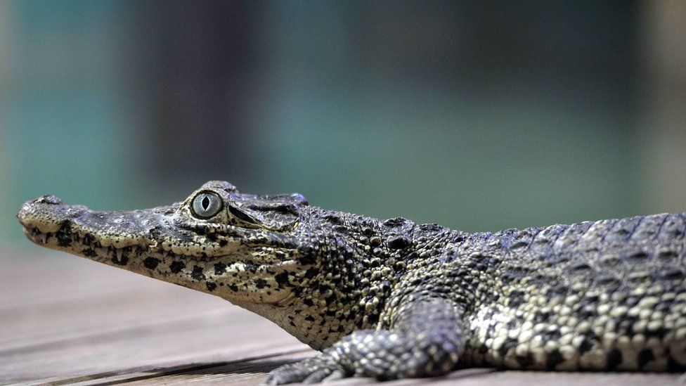 Detail Crocodile Image Nomer 36