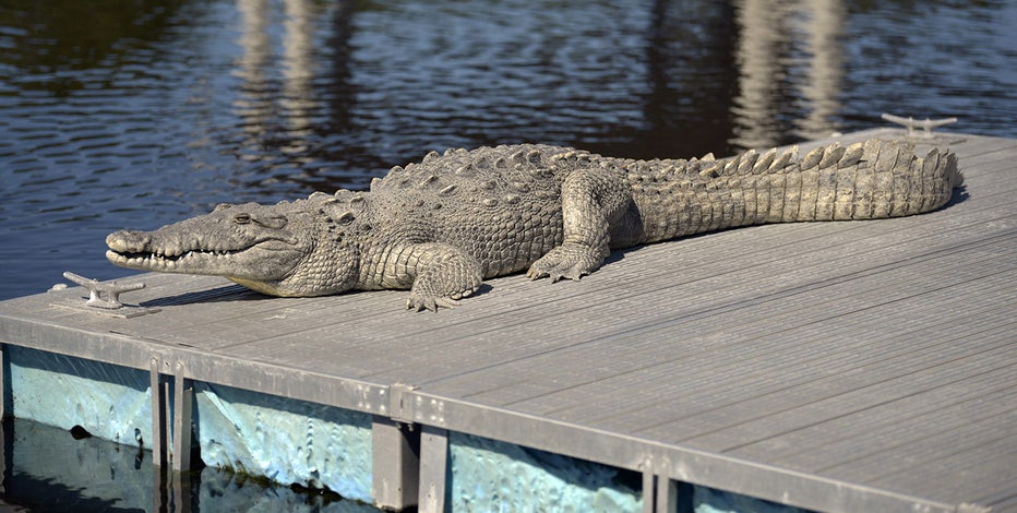 Detail Crocodile Image Nomer 37