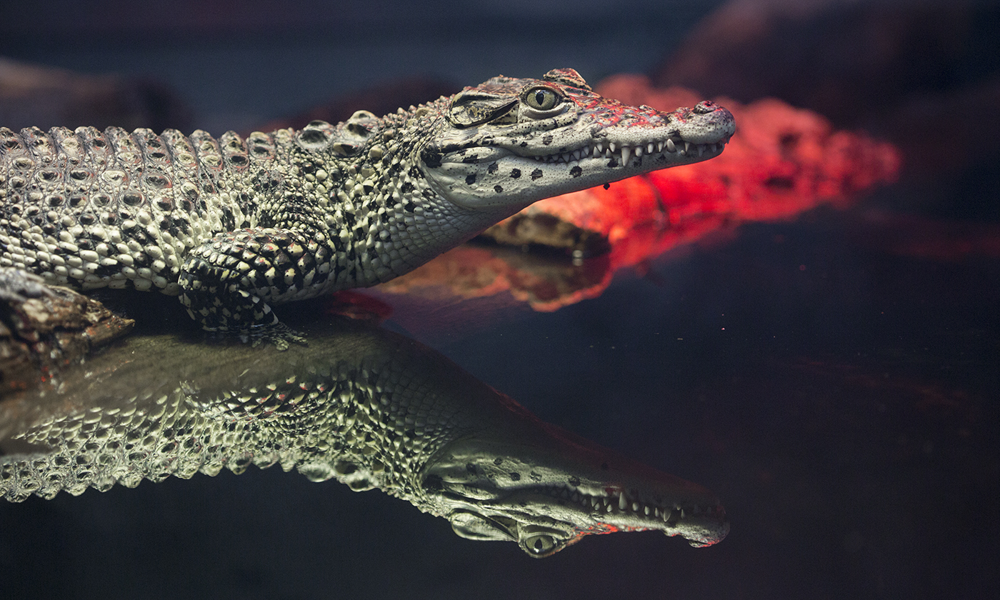 Detail Crocodile Image Nomer 39