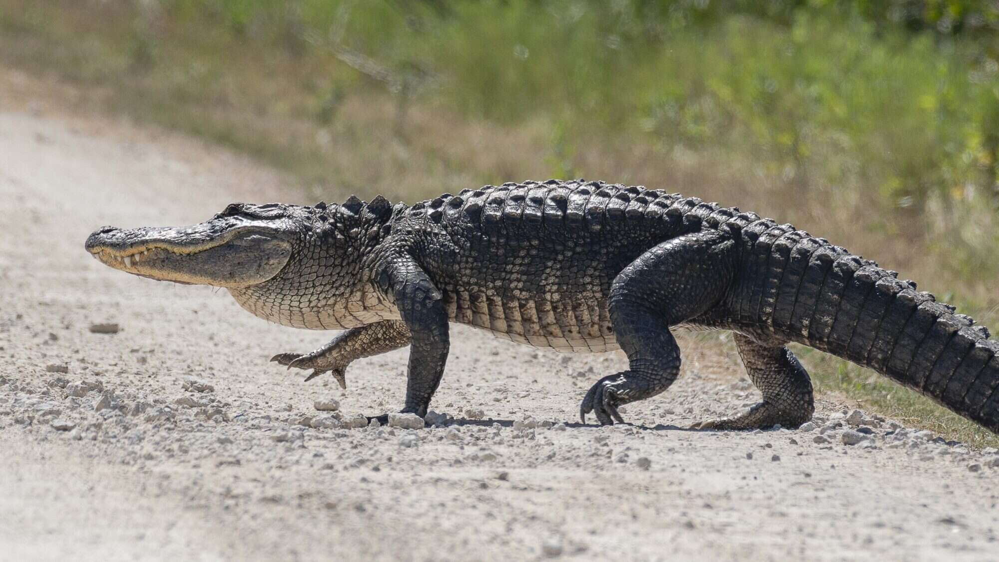 Detail Crocodile Image Nomer 5