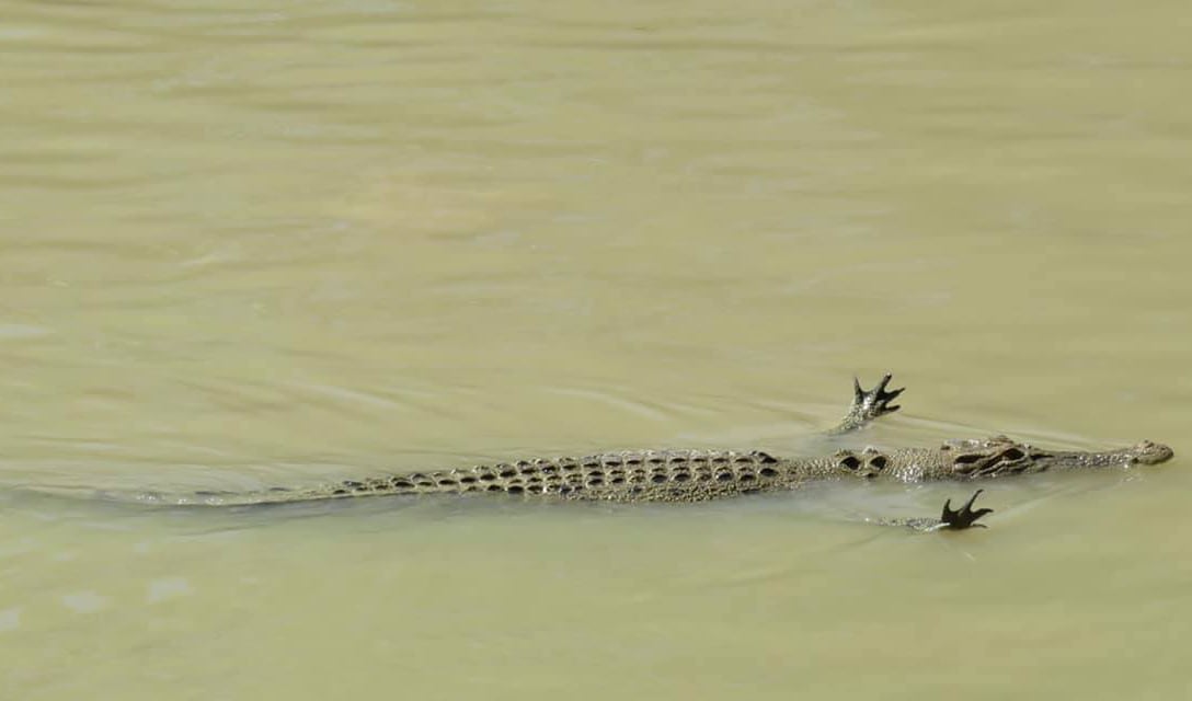Detail Crocodile Image Nomer 40