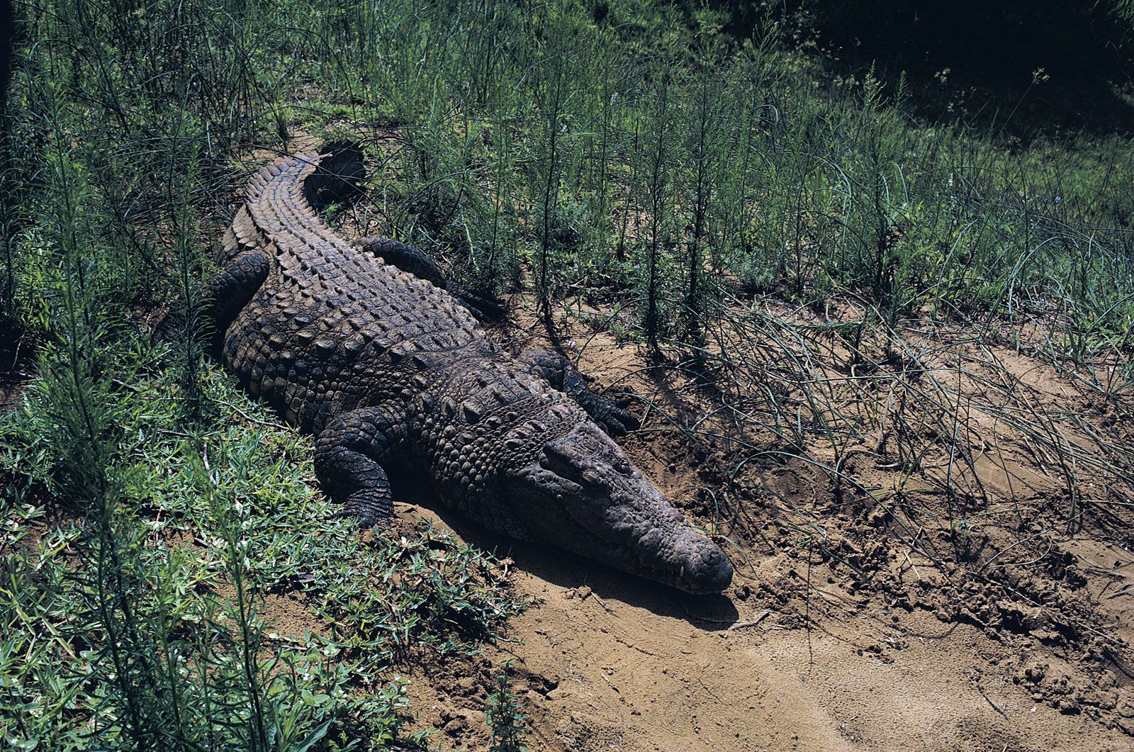 Detail Crocodile Image Nomer 42