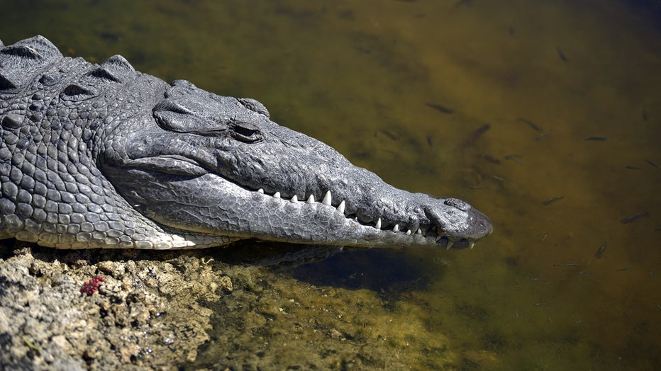 Detail Crocodile Image Nomer 45