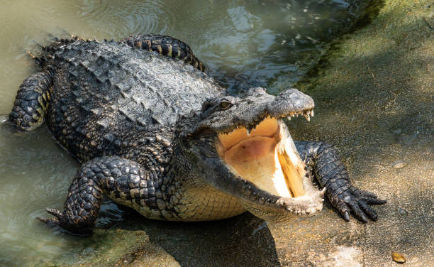 Detail Crocodile Image Nomer 6