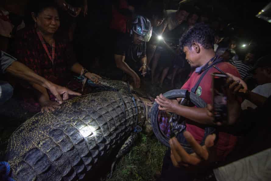 Detail Crocodile Image Nomer 49