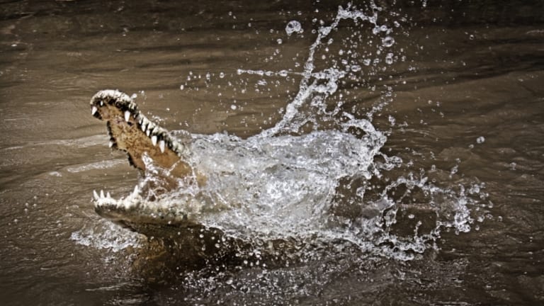 Detail Crocodile Image Nomer 50