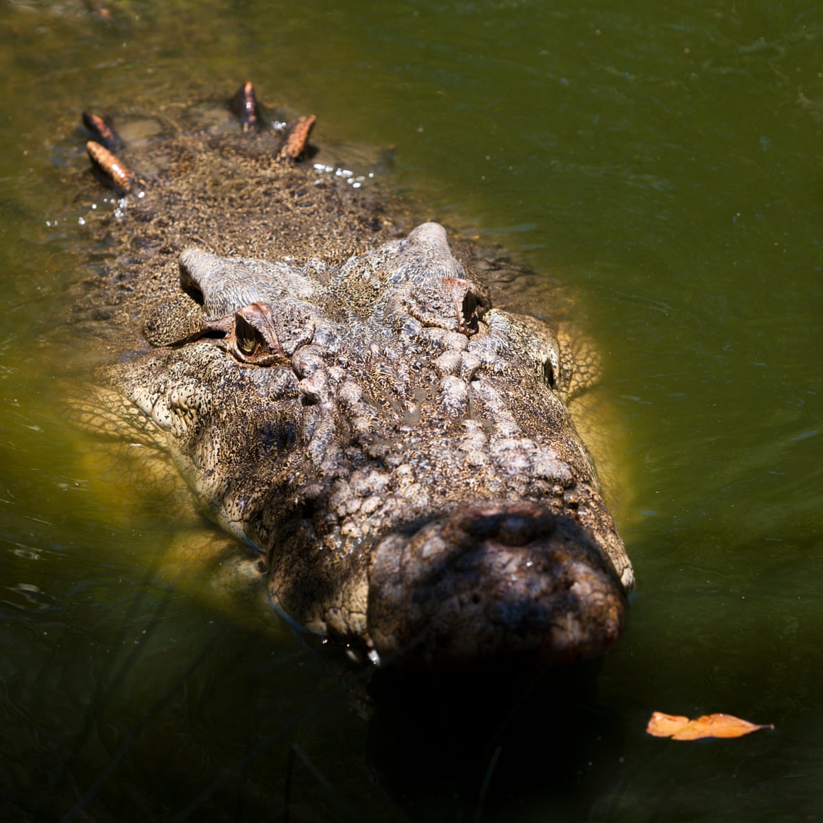 Detail Crocodile Image Nomer 52