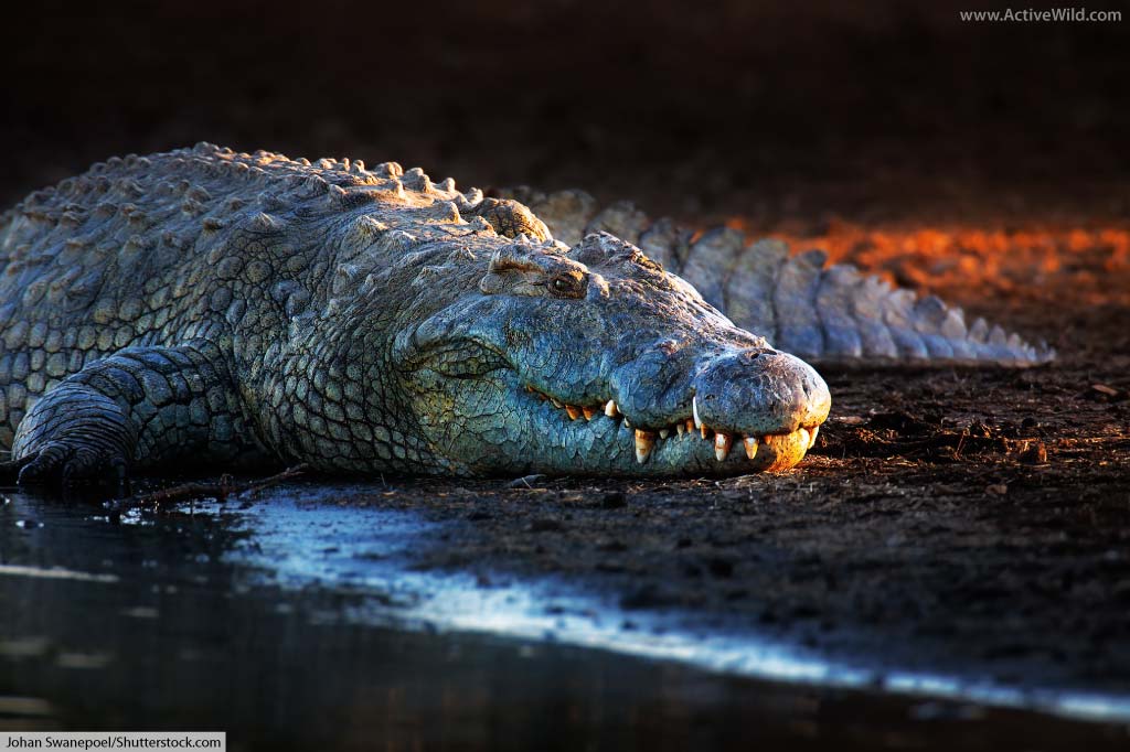 Detail Crocodile Image Nomer 53