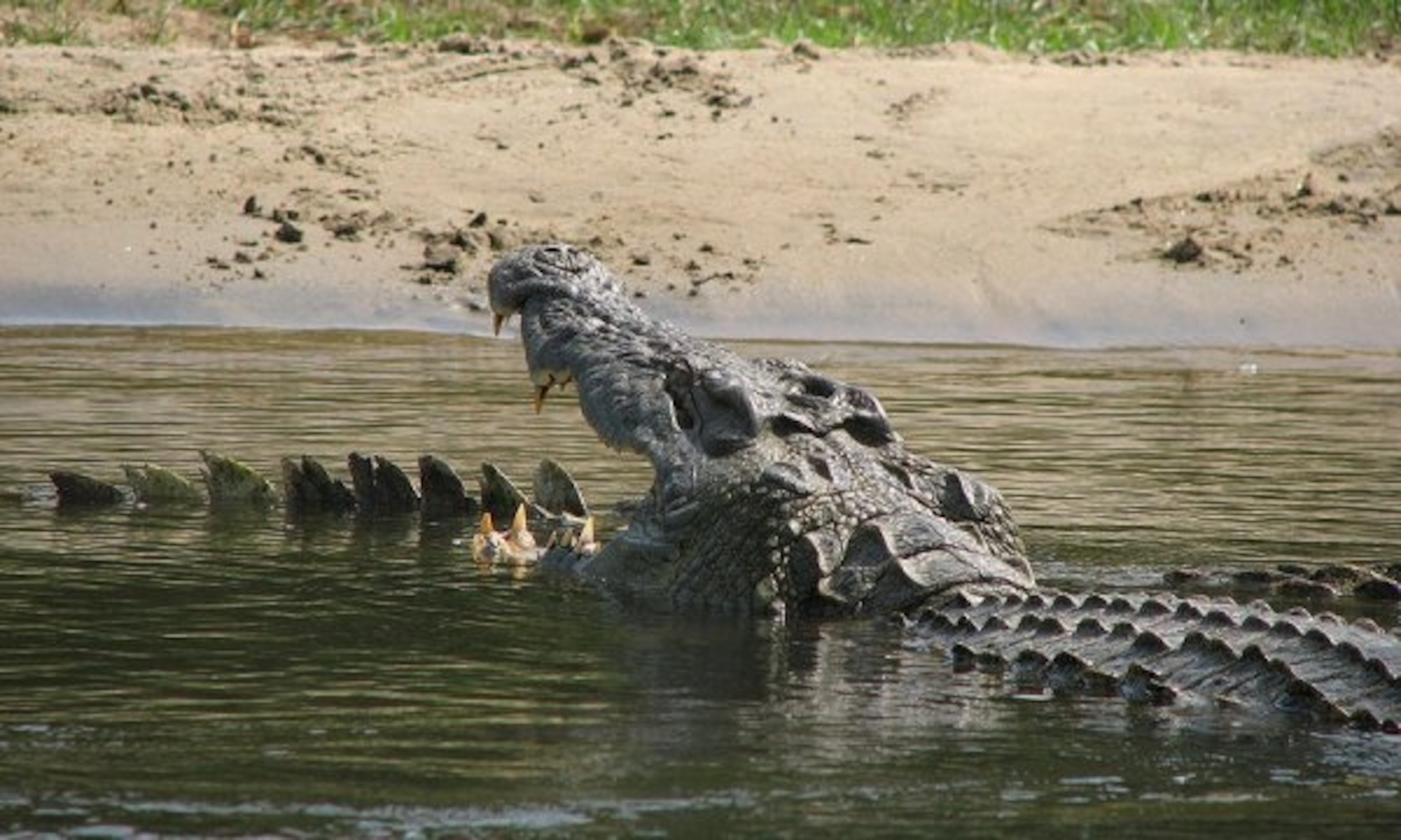 Detail Crocodile Image Nomer 56