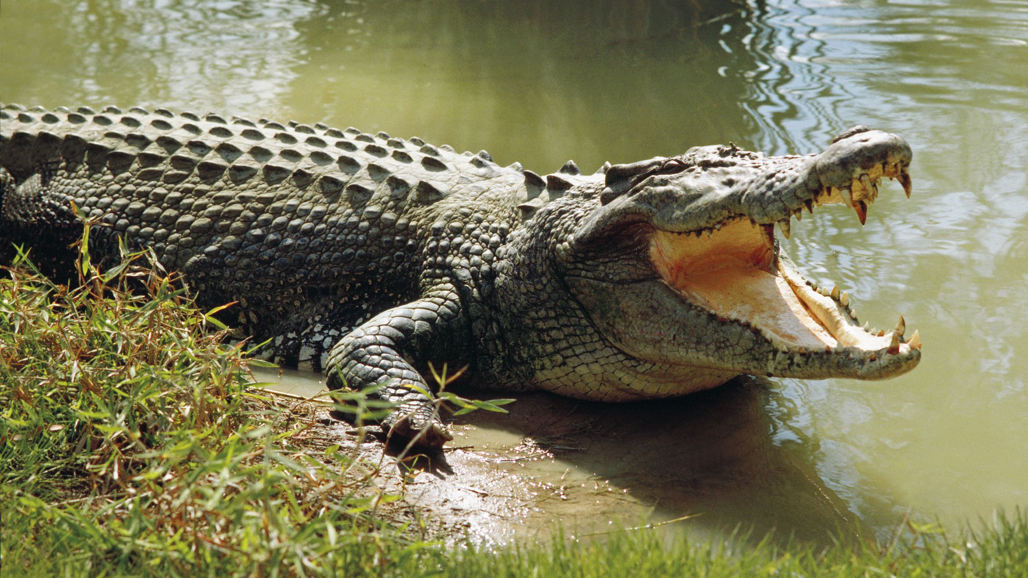 Detail Crocodile Image Nomer 8