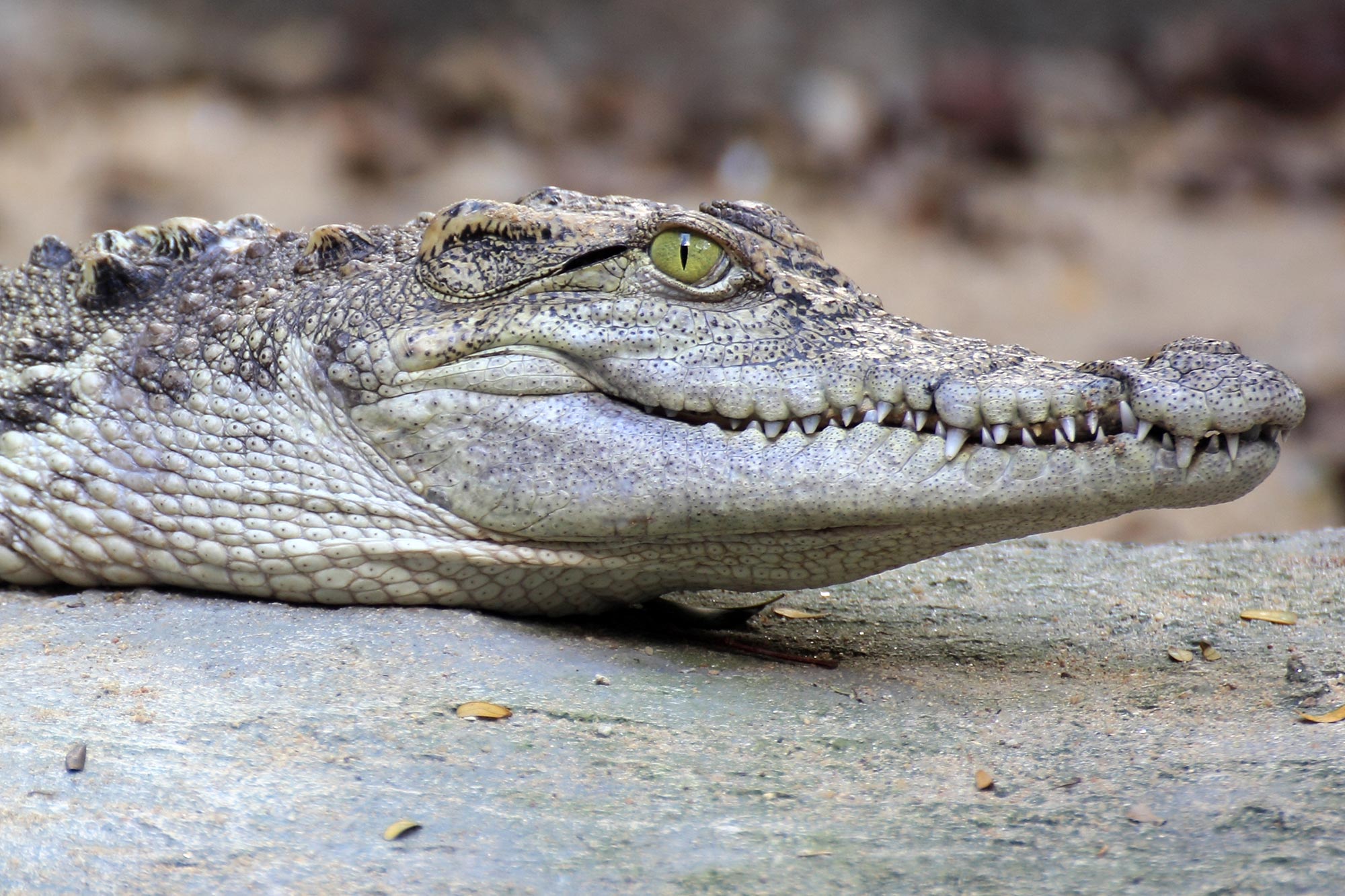 Detail Crocodile Image Nomer 10