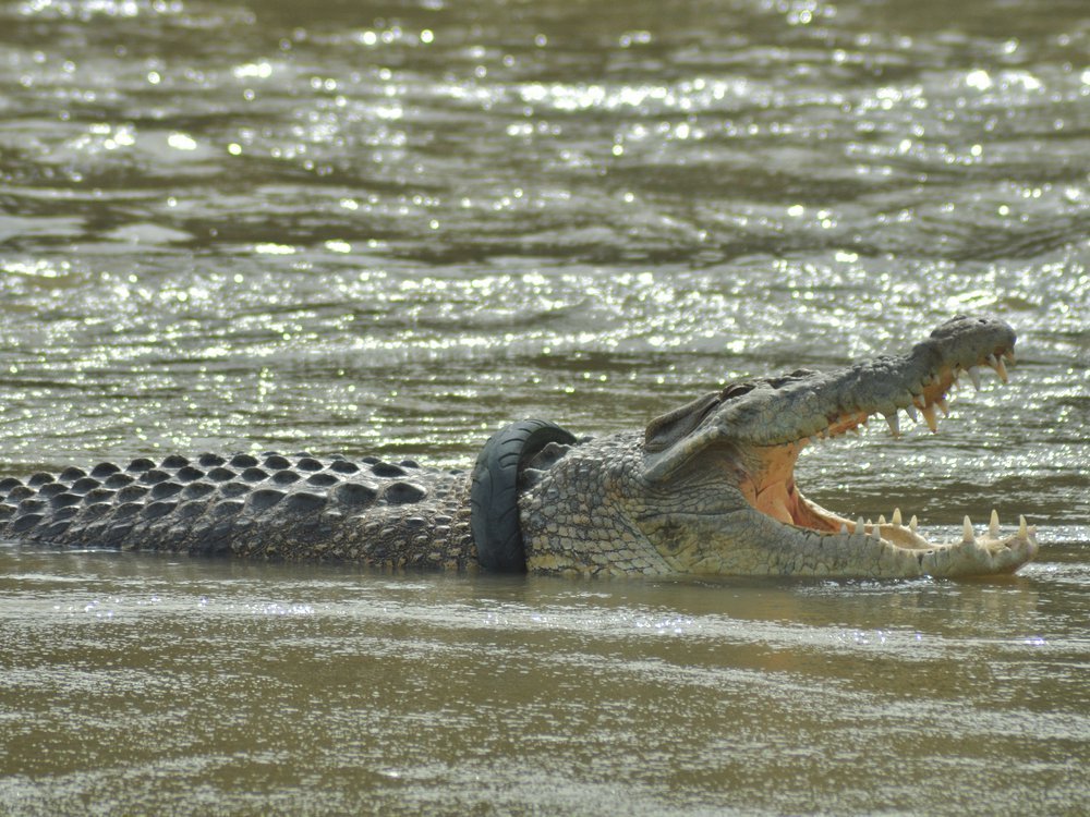 Detail Crocodile Images Nomer 20