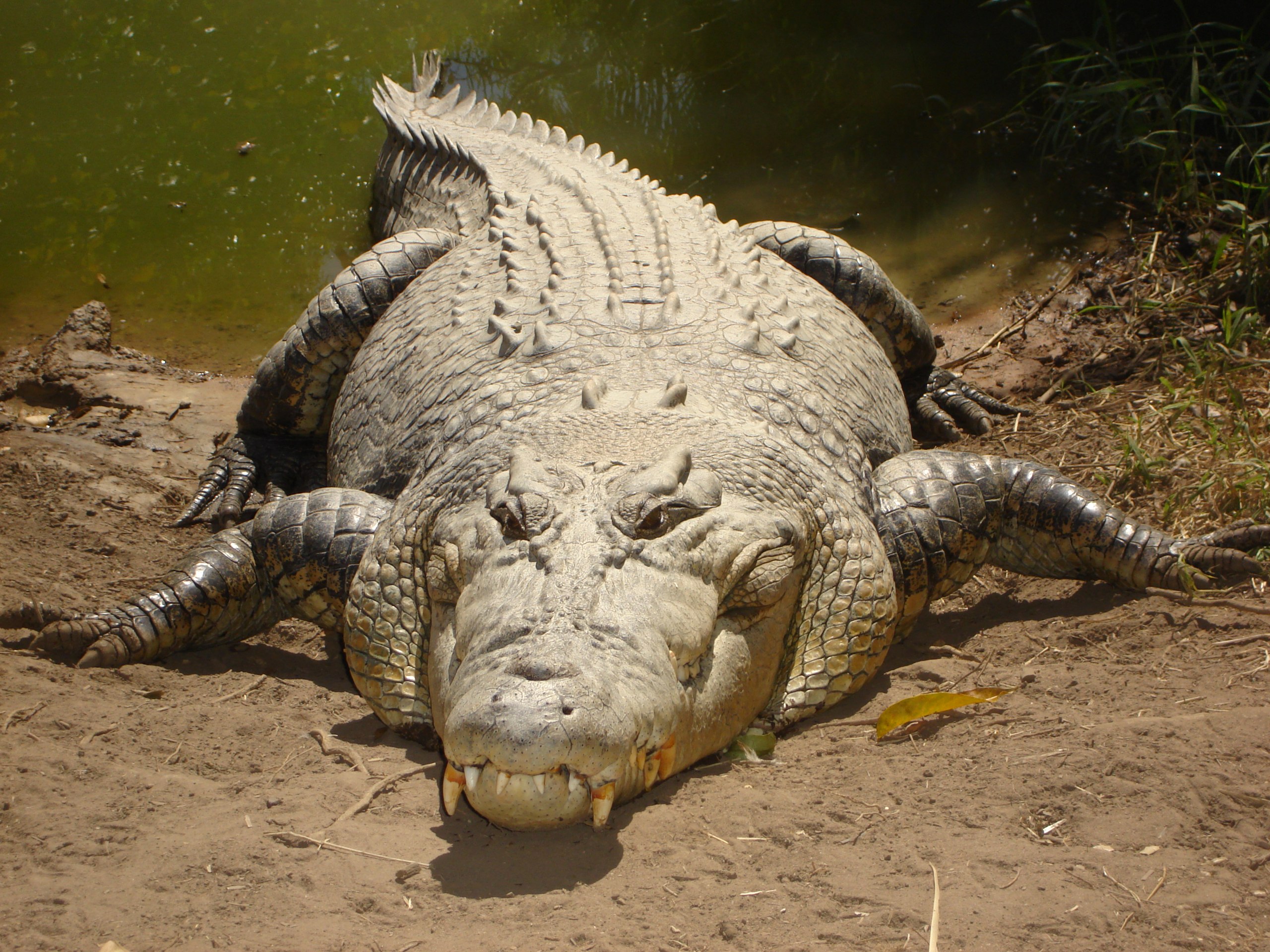 Detail Crocodile Images Nomer 43