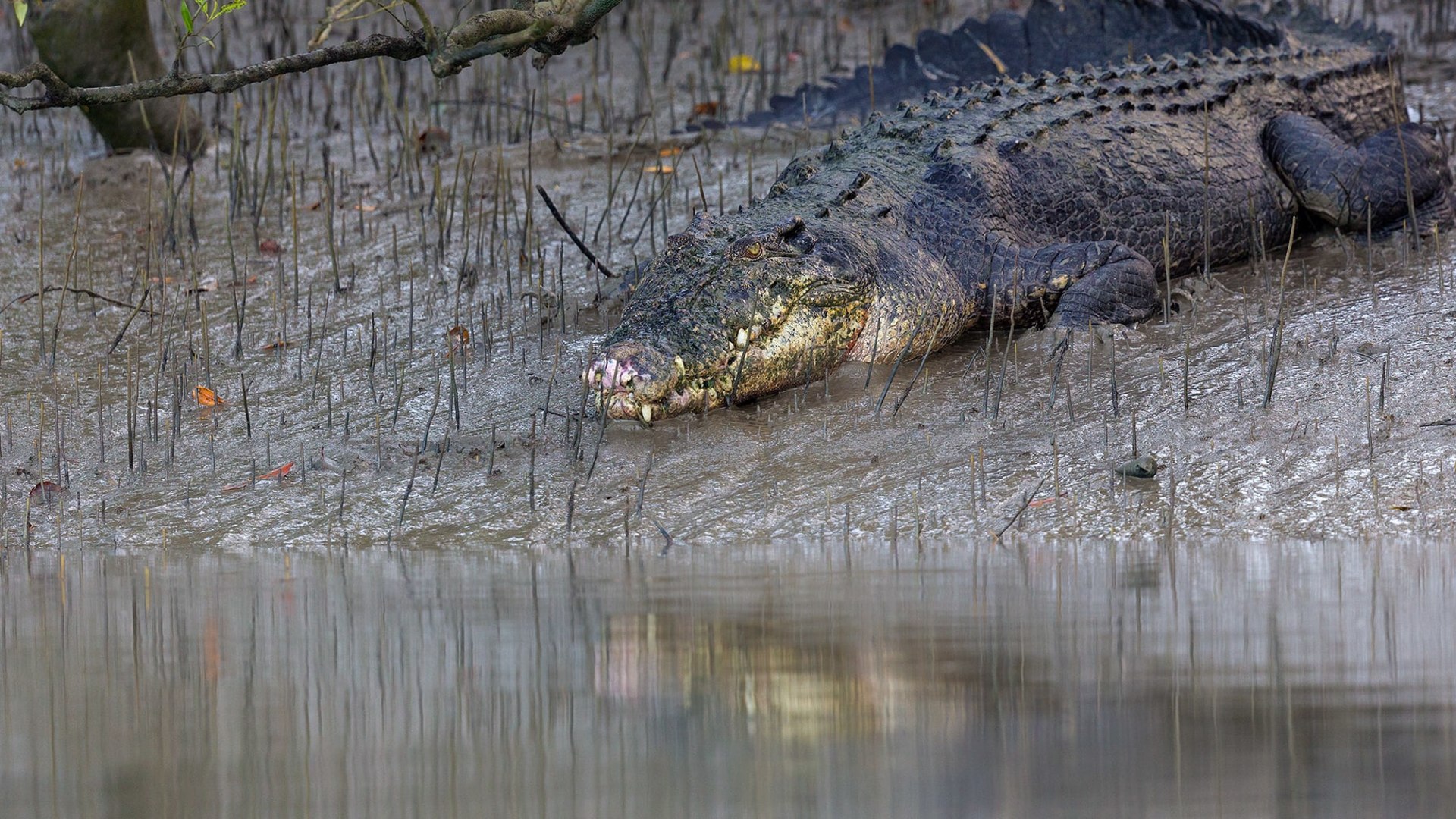 Detail Crocodile Images Nomer 44