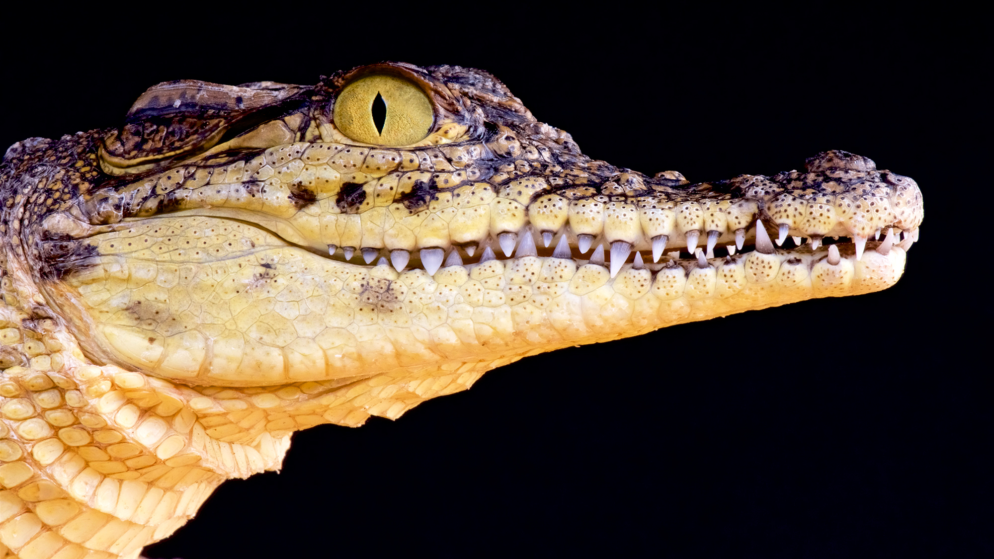 Detail Crocodile Images Nomer 46