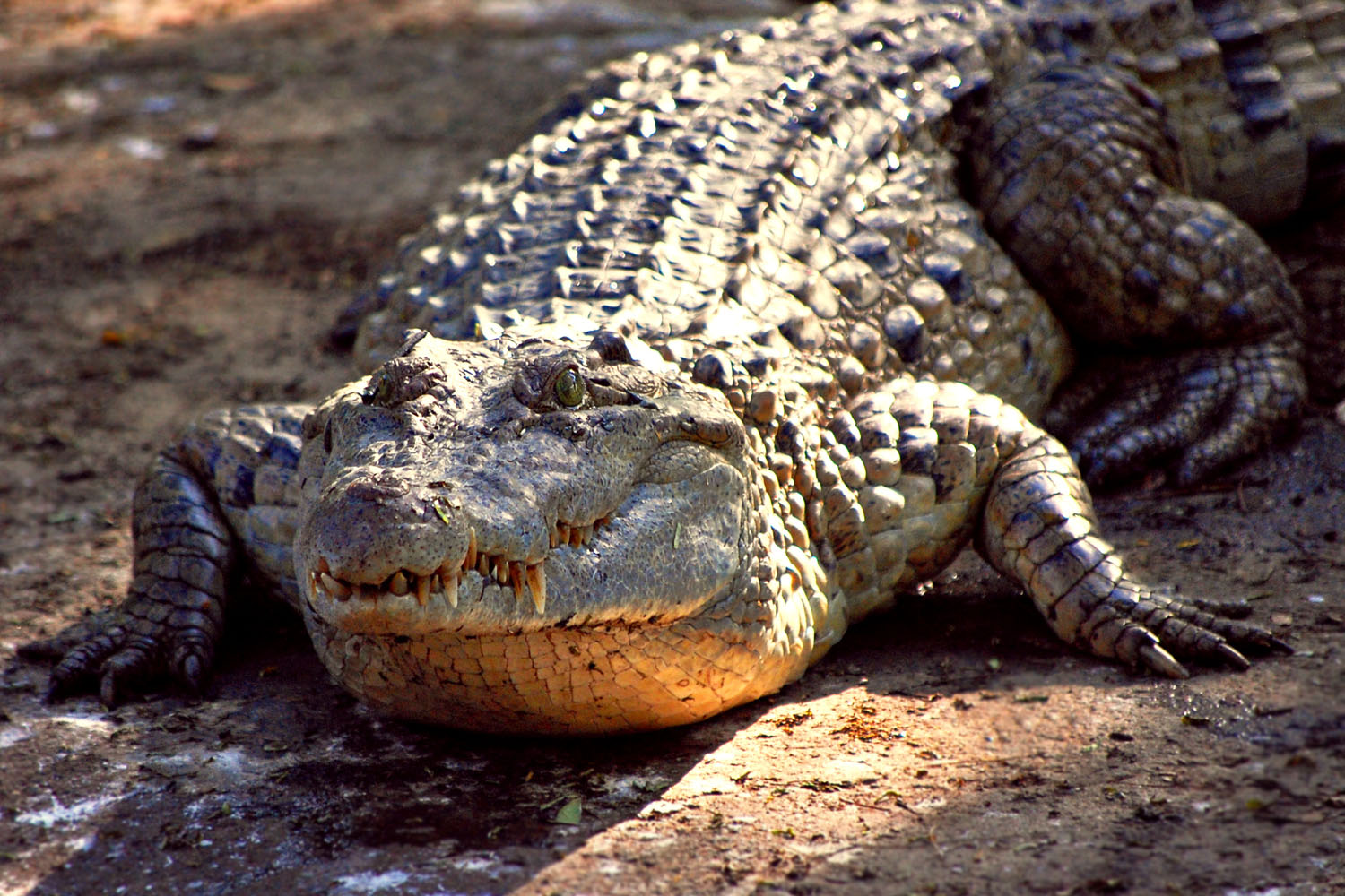 Detail Crocodile Images Nomer 51